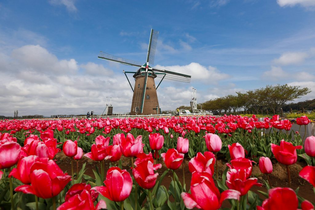 Scenic view of a traditional Dutch windmill surrounded by vibrant tulip fields under a clear blue sky.