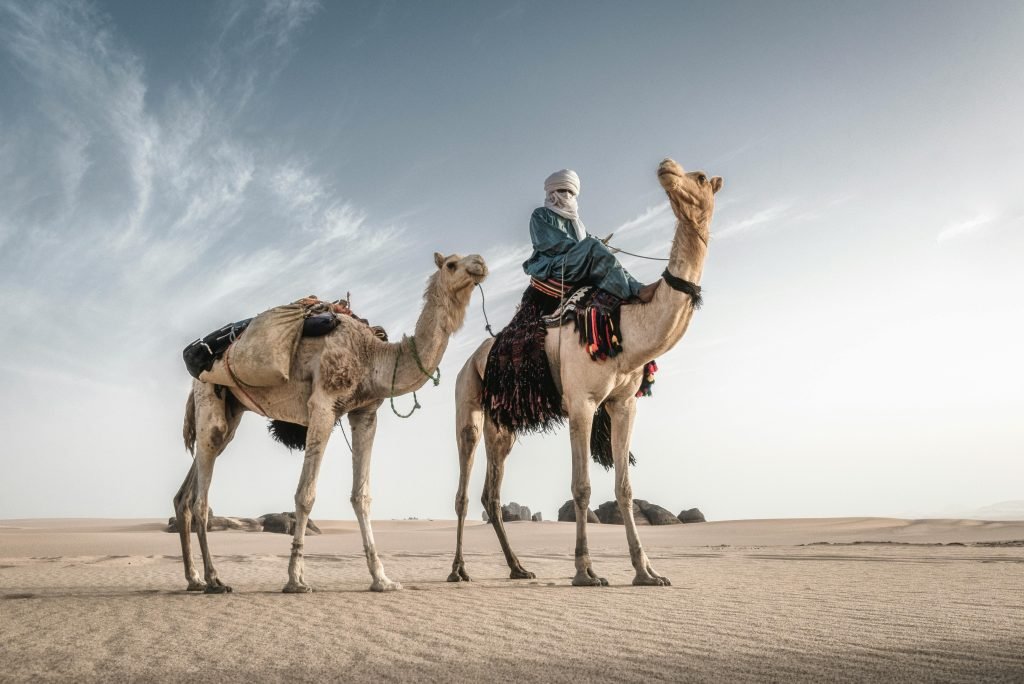 Riding camels in Sahara