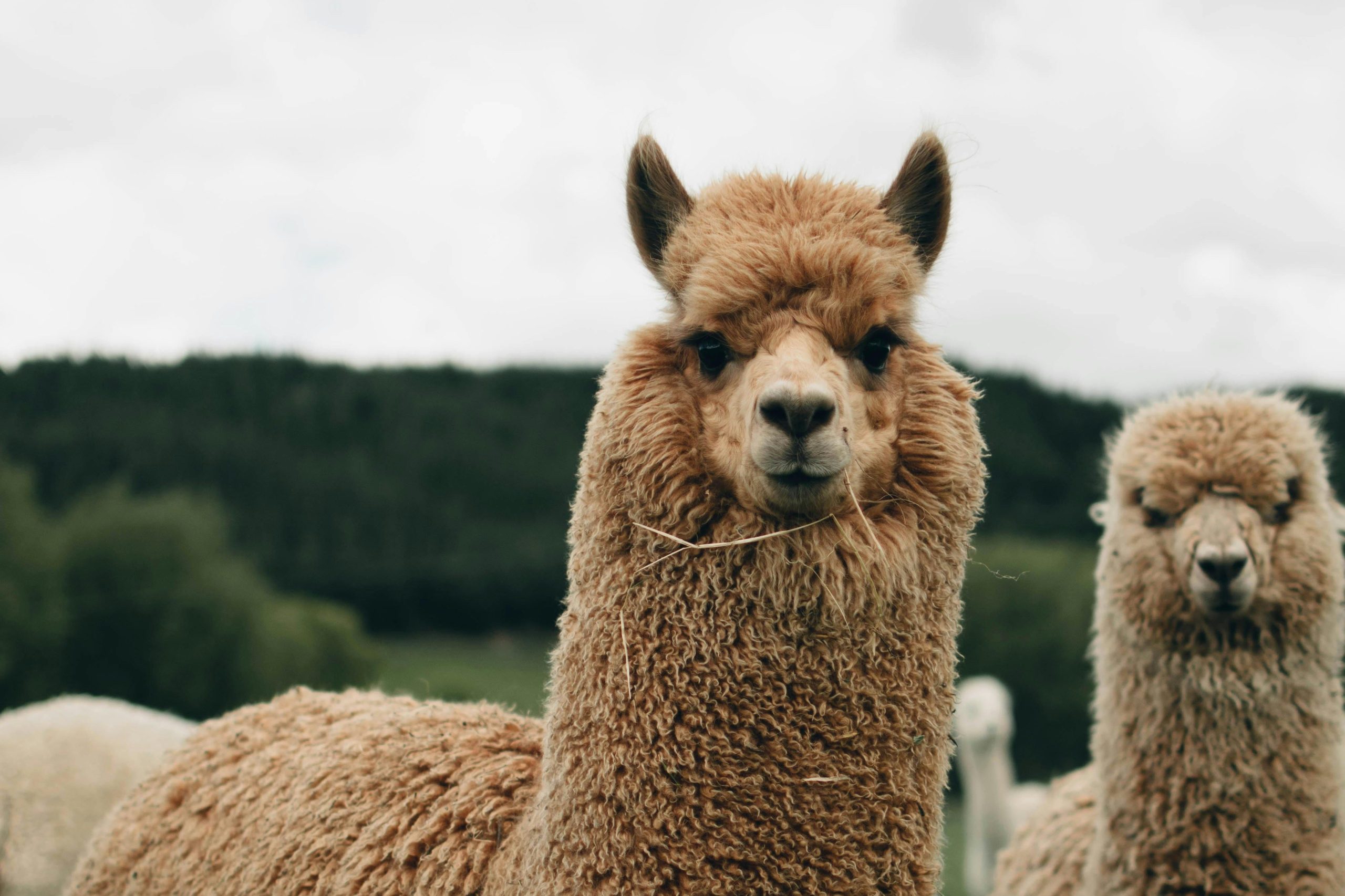 fluffy alpacas